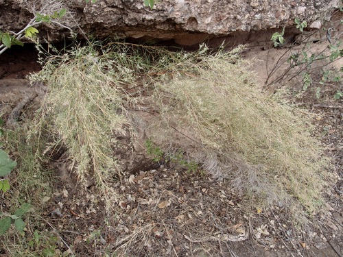 Image of Muhlenbergia dumosa by (c) Sue Carnahan, some rights reserved (CC BY)