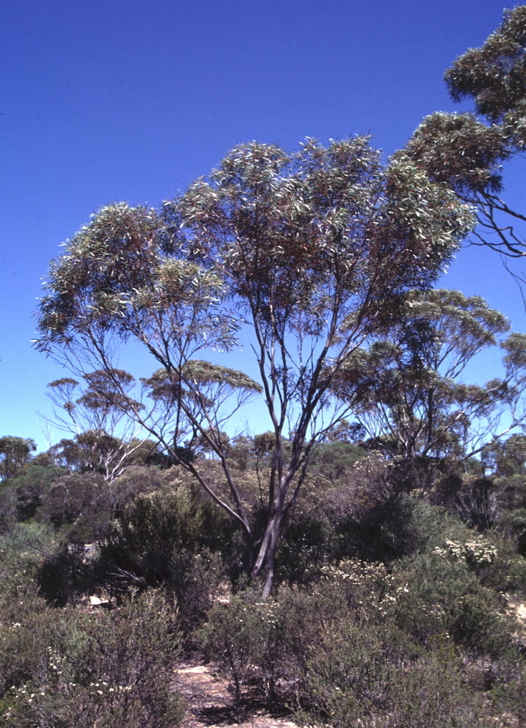 Eucalyptus kumarlensis Brooker 3