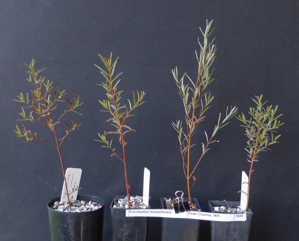 Eucalyptus kumarlensis Brooker 4