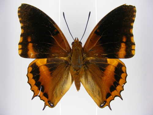 Eudoxus Charaxes
