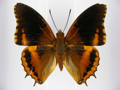 Charaxes eudoxus mechowi