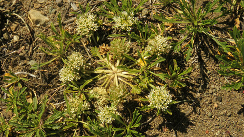 Asynthema gracile (Asynthema gracile)