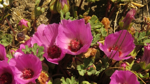 Tarasa humilis, photograph 6