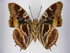 Charaxes eudoxus mechowi