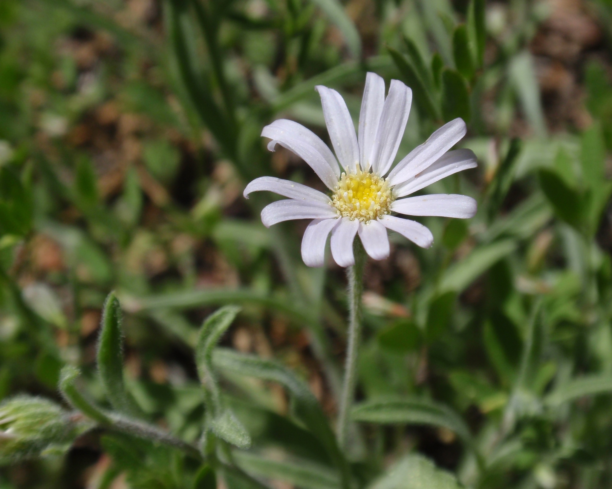 Erigeron barbellulatus