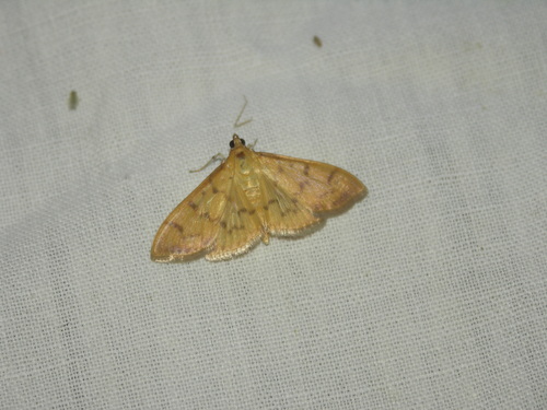 Patania balteata