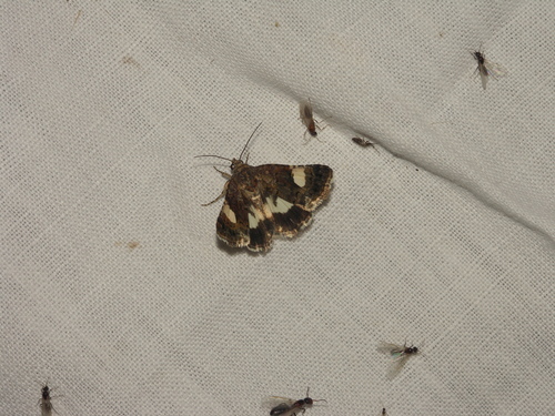 Photo of Four-spotted Moth (Tyta luctuosa)