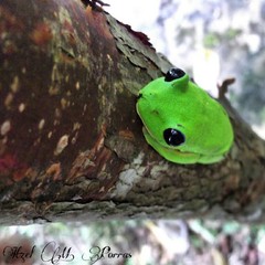 Agalychnis moreletii