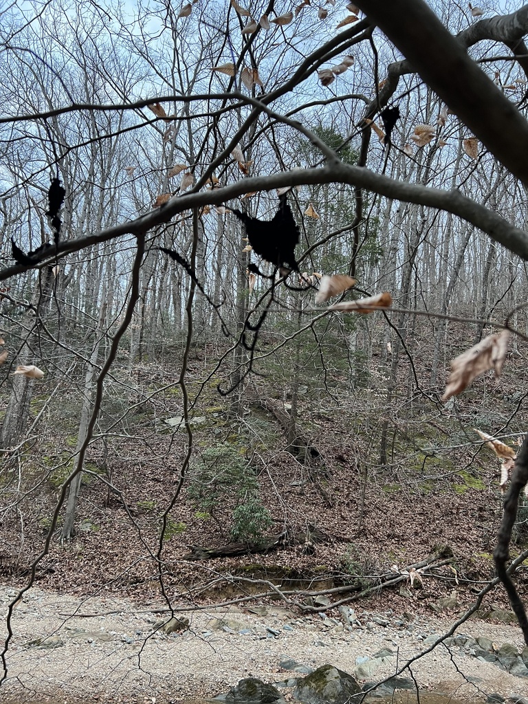 Honeydew Eater from Potomac Heritage National Scenic Trail, McLean, VA