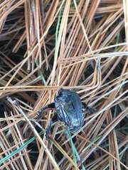 Osmoderma scabra