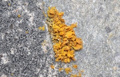 Teloschistes velifer