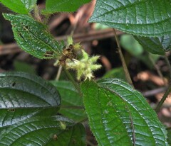Miconia australis, photograph Hugo Hulsberg, CC0, iNaturalist via GBIF