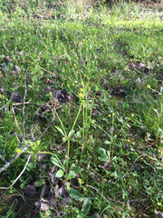 Ranunculus abortivus