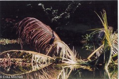 Phalacrocorax nigrogularis