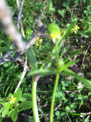 Ranunculus abortivus