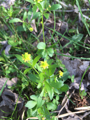 Ranunculus abortivus