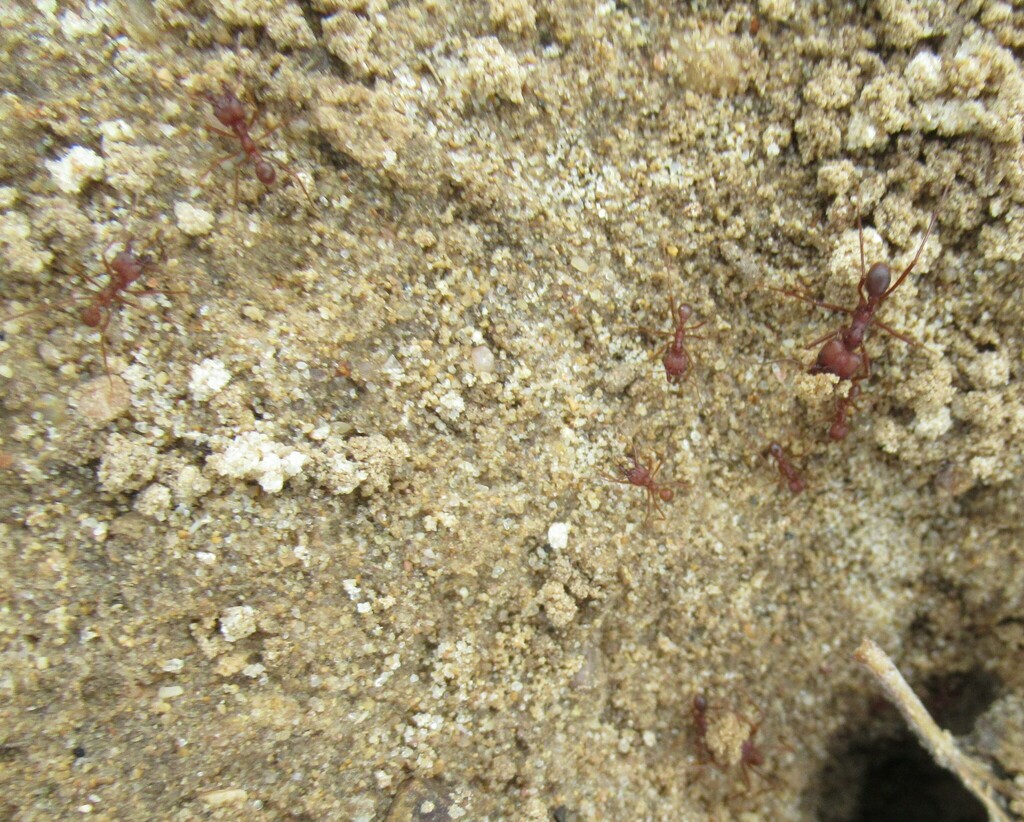 Texas Leafcutter Ant from WilsonLedbetter Park, Cameron, Milam Co, TX, USA on December 22, 2023