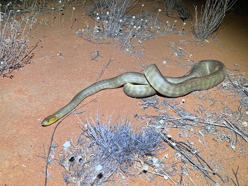 Woma Python sighting