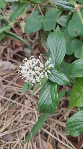 Image of Oldenlandia hedyotidea by no rights reserved