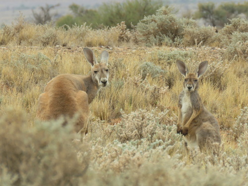 <i>Osphranter rufus</i> (Desmarest, 1822), Red kanaroo, Ikar