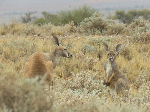 Kangaroo