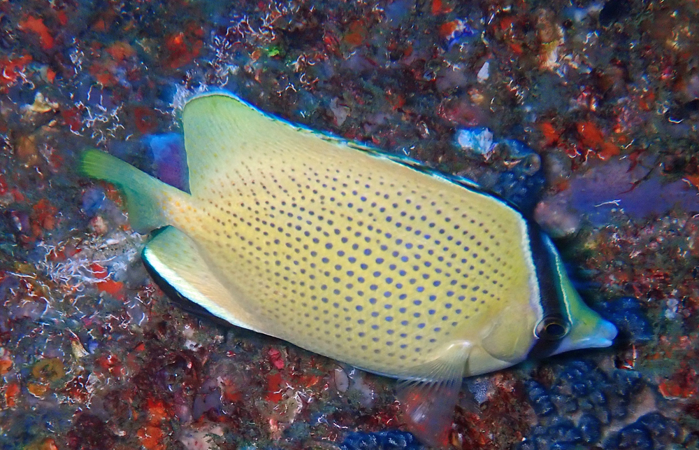 Speckled Butterflyfish from Sunshine Coast QLD, Australia on December ...