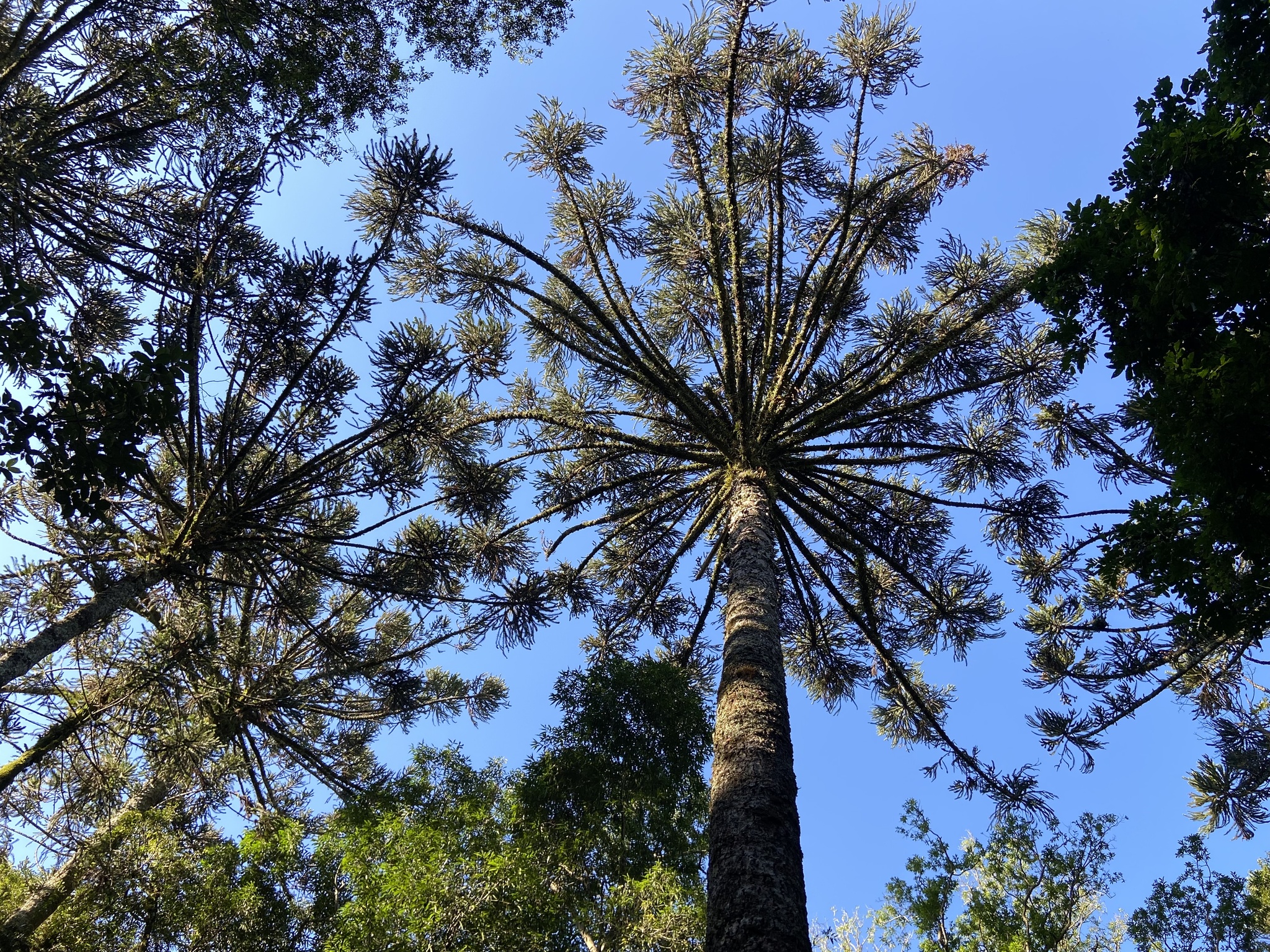 Araucaria angustifolia
