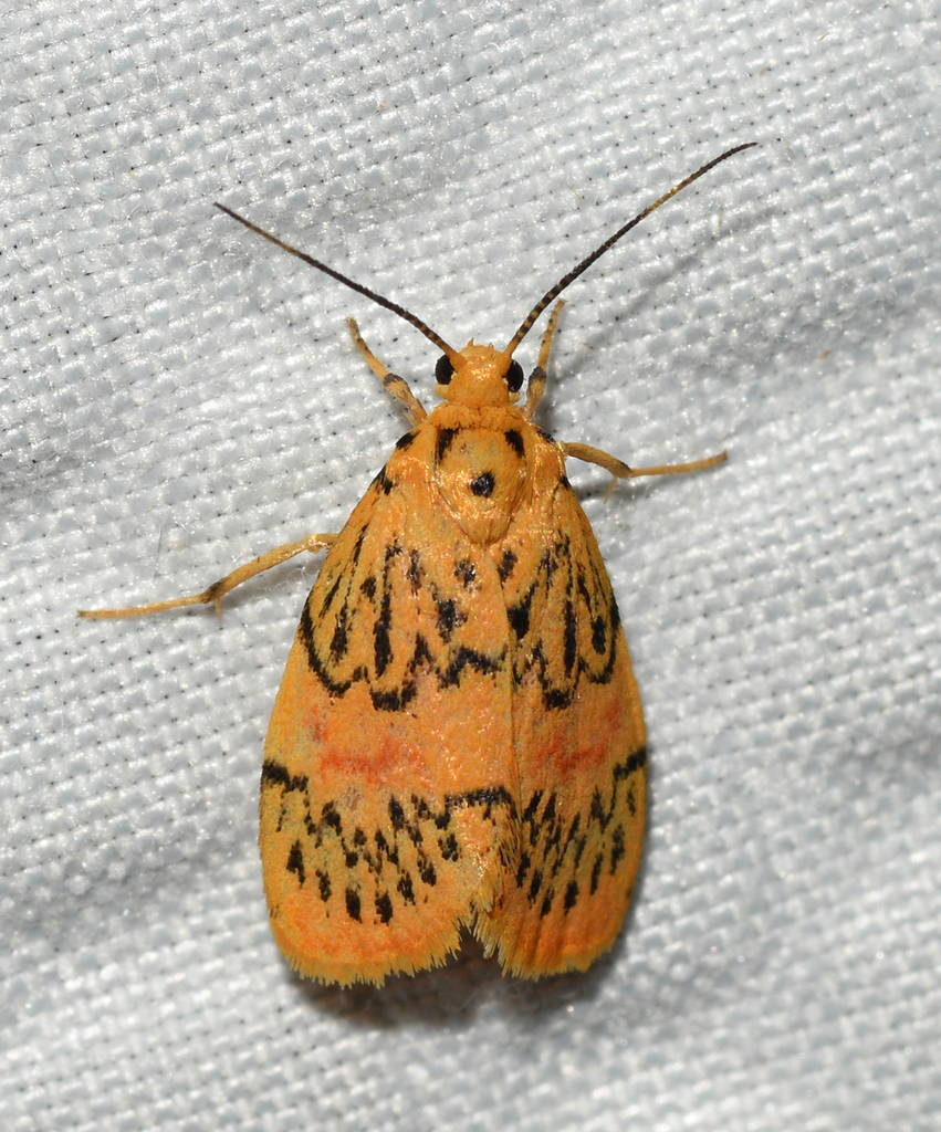 Barsinella