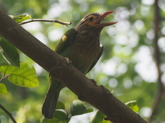 Psilopogon zeylanicus