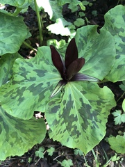 Trillium kurabayashii