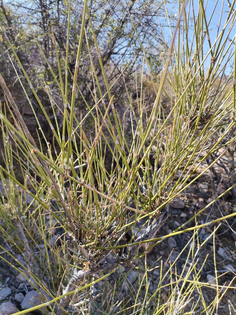 longleaf ephedra from Rosales, Chih., México on December 22, 2023 at 02 ...