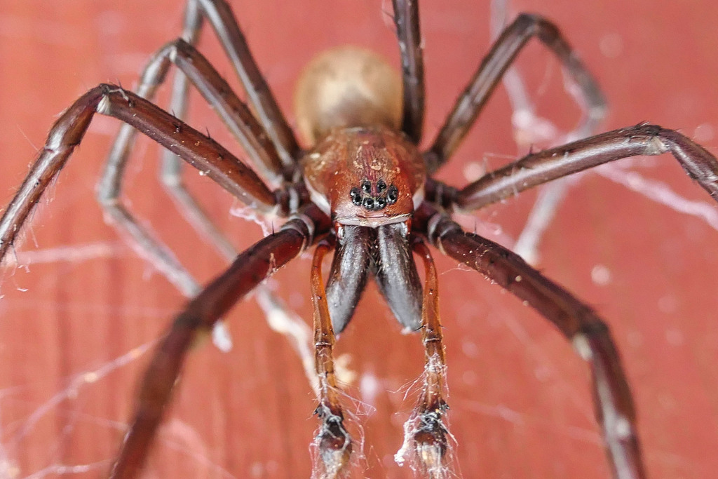 Bush Spider from Opua, New Zealand on December 23, 2023 at 08:16 AM by ...