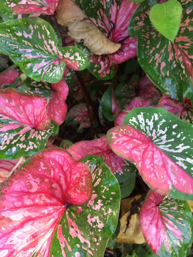 Caladium (Angel Wings)