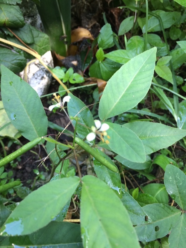 Toothed spiderflower (Cleome serrata)