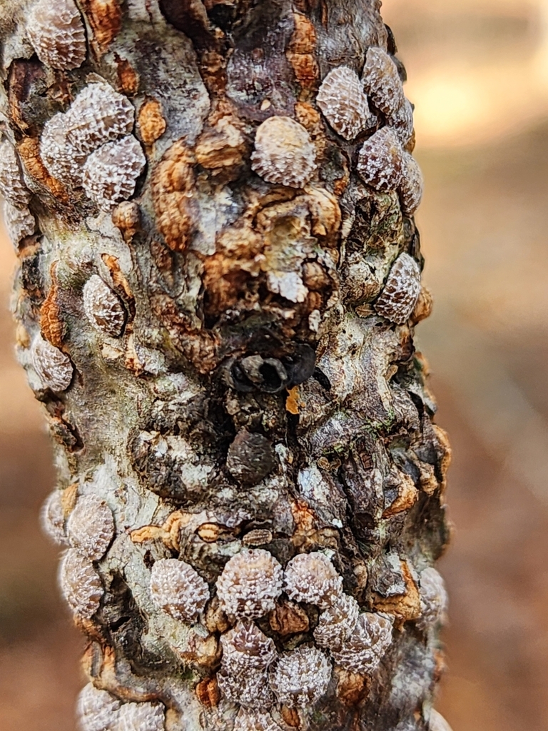 Lecanodiaspididae