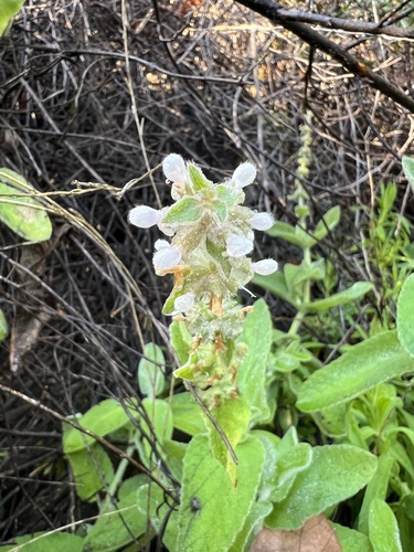 Whitestem Hedgenettle