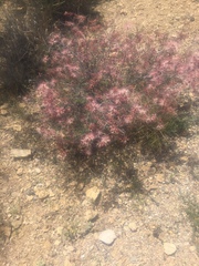 Calliandra eriophylla
