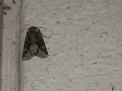 Lacinipolia quadrilineata