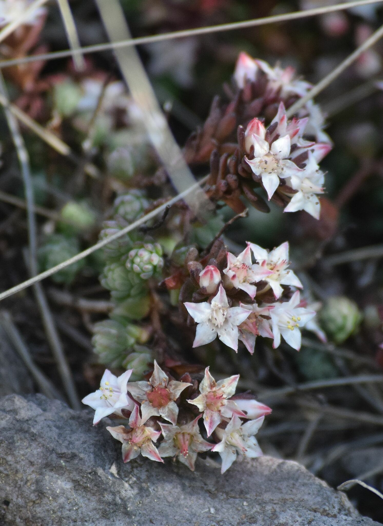 Villadia batesii 2