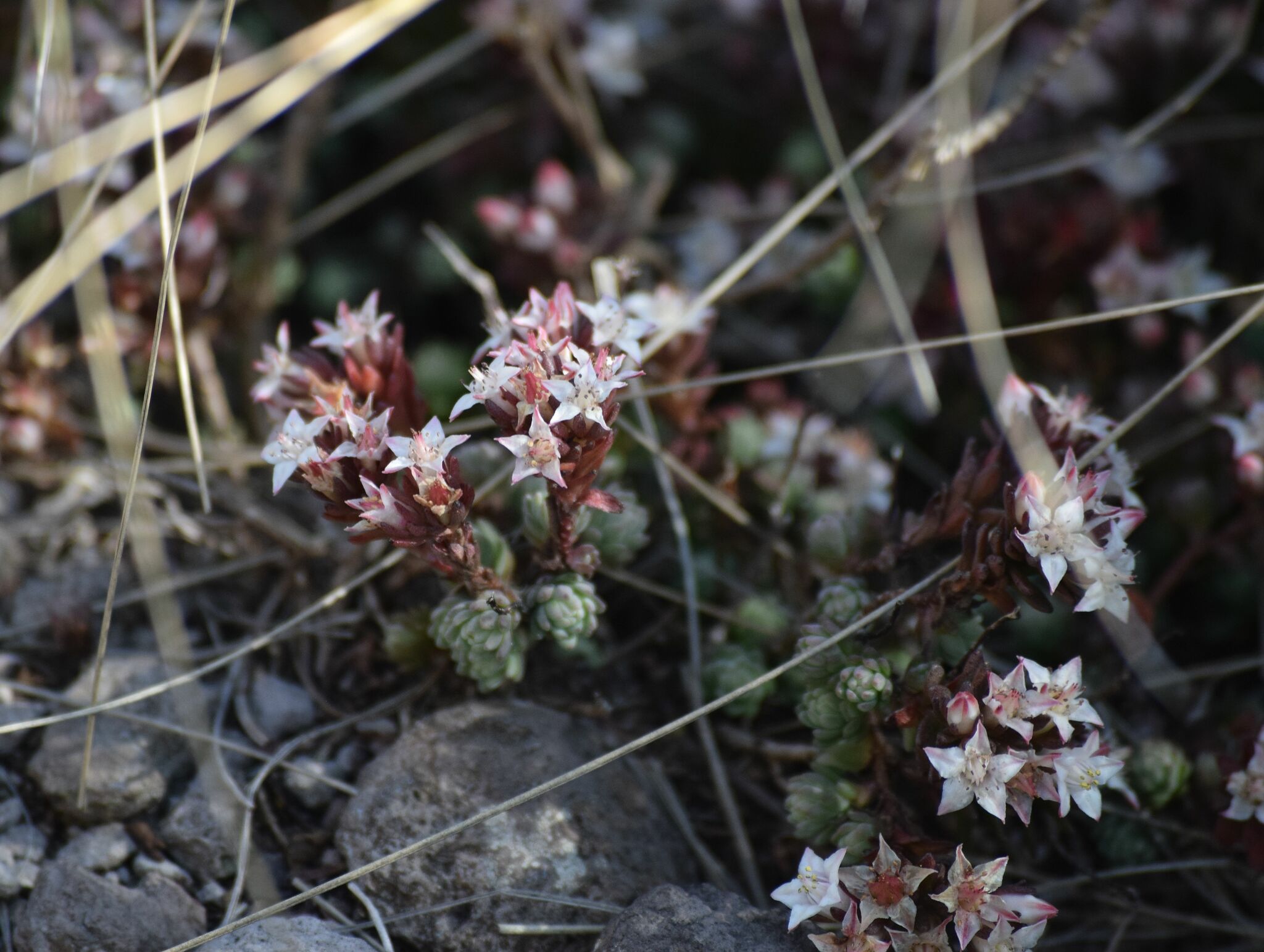Villadia batesii