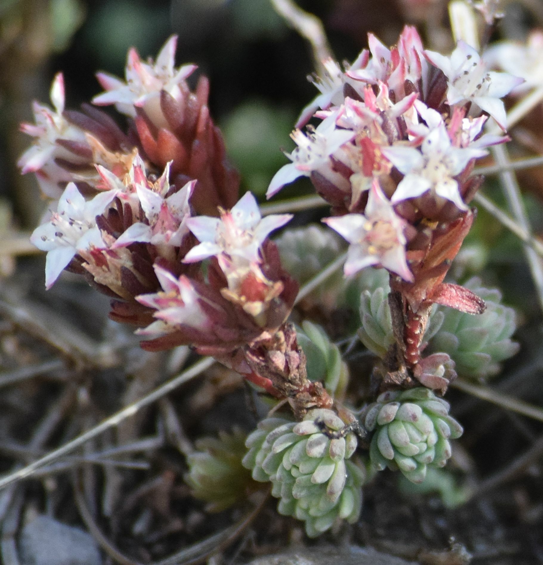 Villadia batesii 3