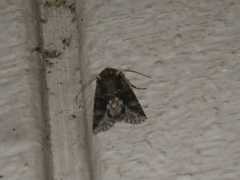 Lacinipolia quadrilineata