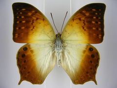 Charaxes fulvescens monitor