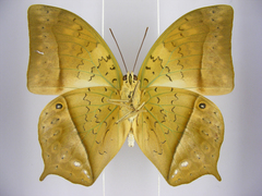 Charaxes fulvescens monitor