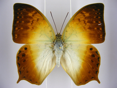 Charaxes fulvescens monitor