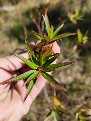 Image of Stillingia aquatica by (c) Scott Allen Davis, some rights reserved (CC BY)