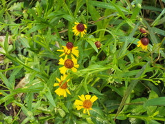 Helenium amphibolum
