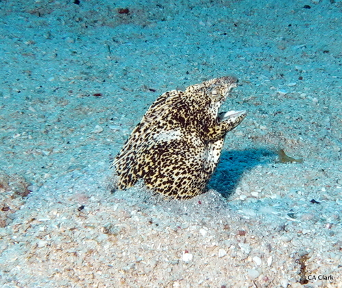Callechelys lutea observed 2023-12-11