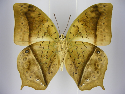 Forest Pearl Charaxes