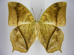 Charaxes fulvescens monitor